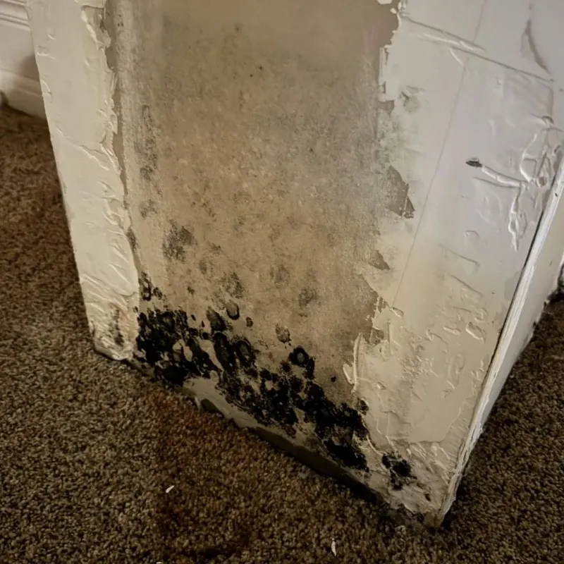 Professional Mold Removal in Dracut, MA